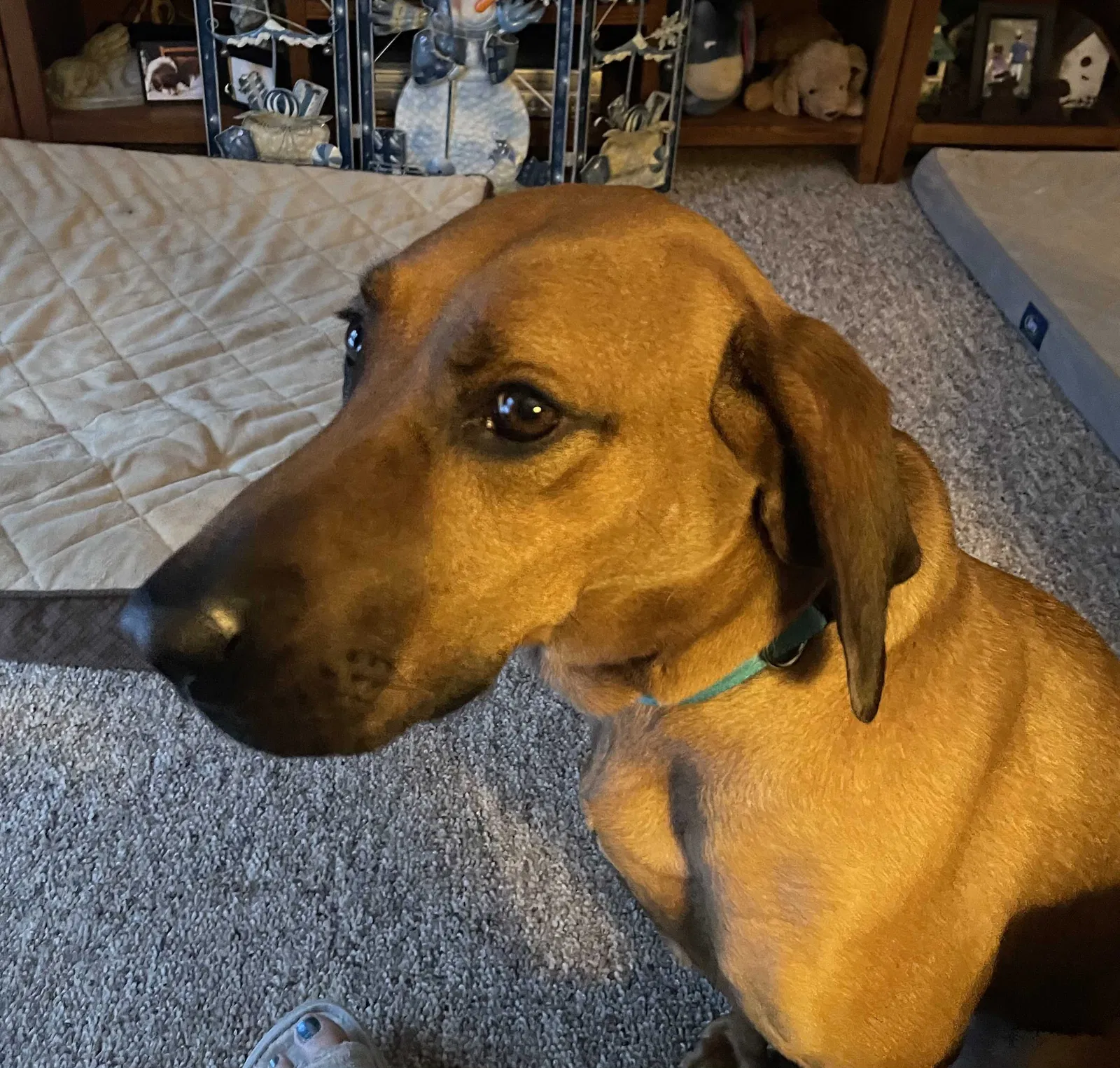 Lost dog in Caledonia, IL, 61011