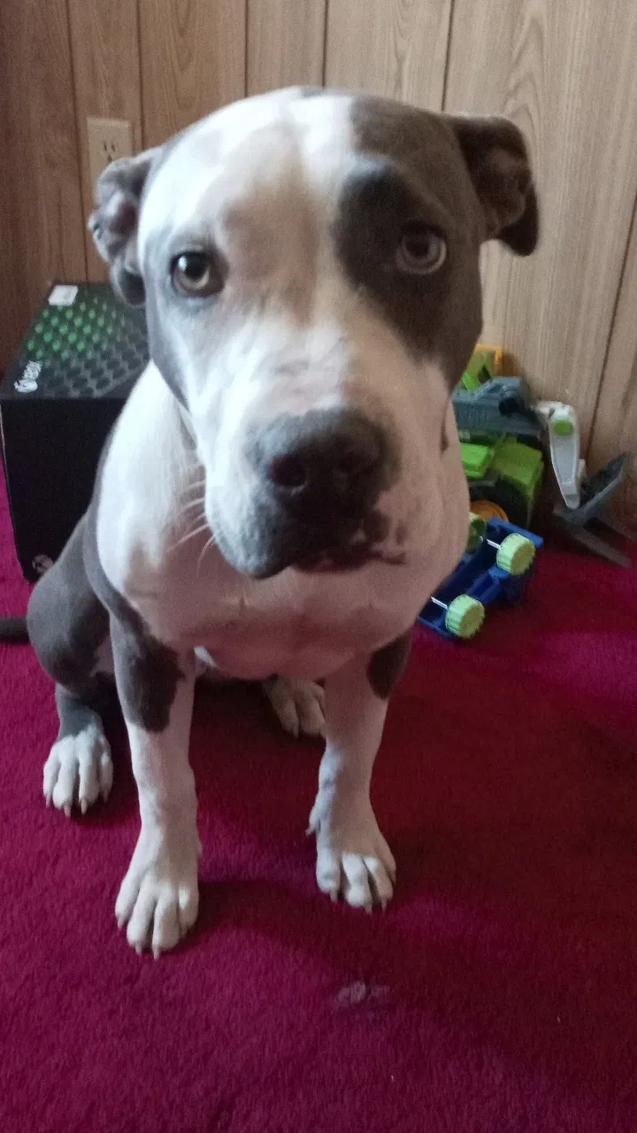 Lost dog in Apple Valley, CA, 92308