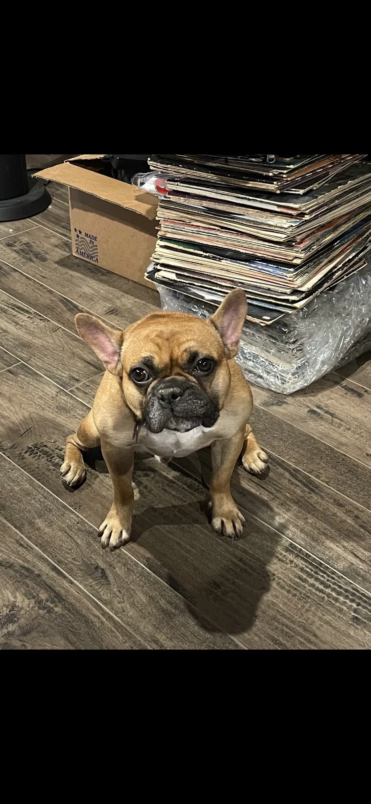 Lost dog in Hawthorne, CA, 90250