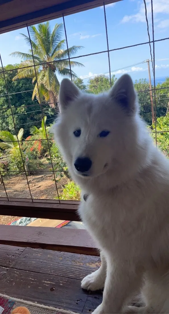 Lost dog in Captain Cook, HI, 96704