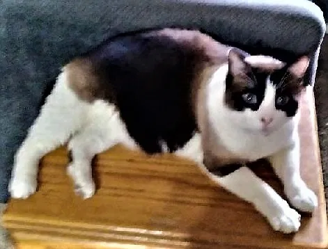 Lost cat in Wichita, KS, 67207