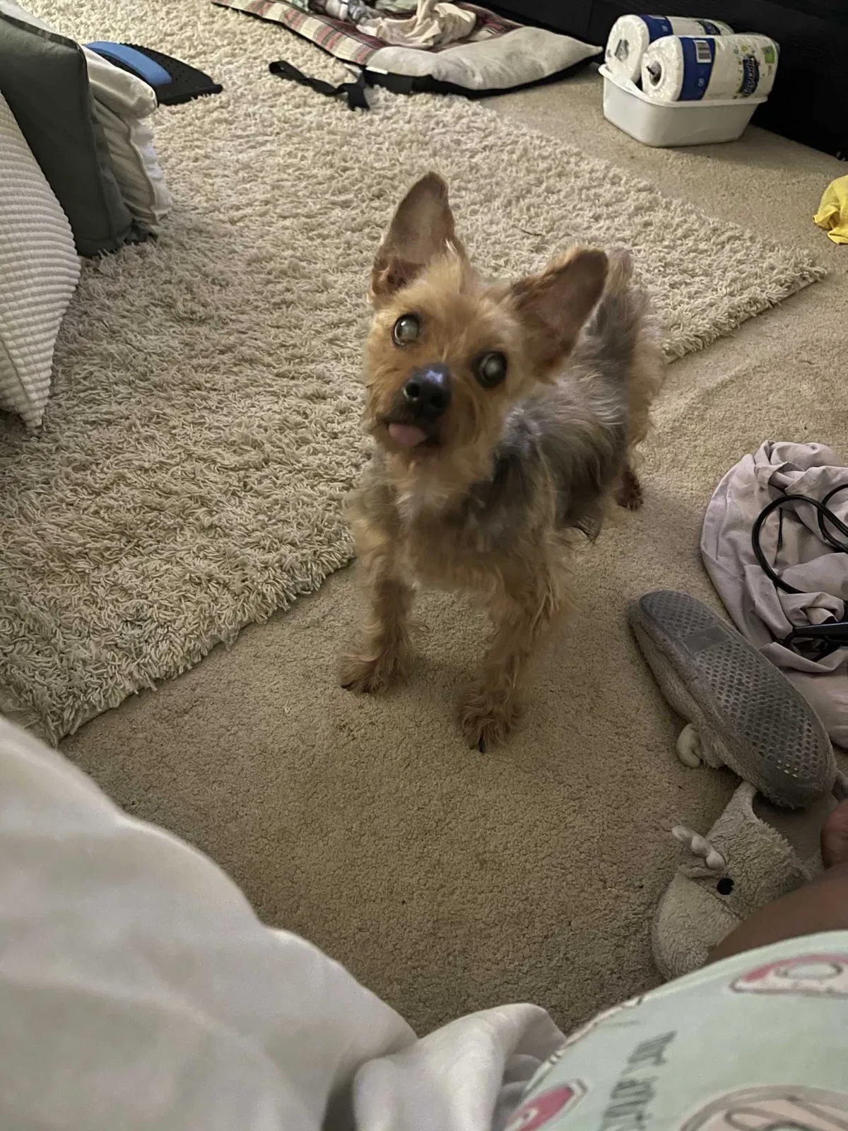 Lost dog in Hawthorne, CA, 90250