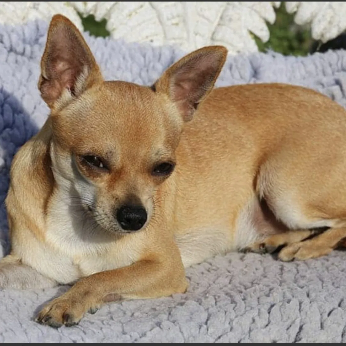 Lost dog in Corona, CA, 92882