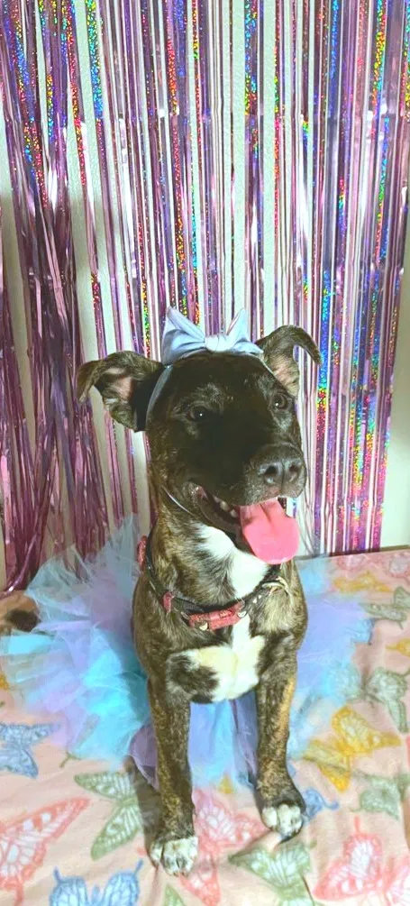 Lost dog in Fullerton, CA, 92831