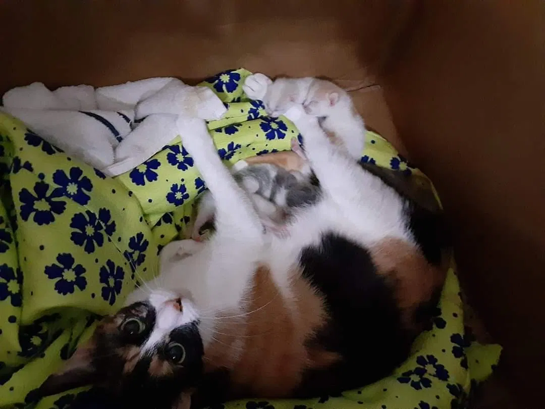 Lost cat in Columbus, OH, 43235