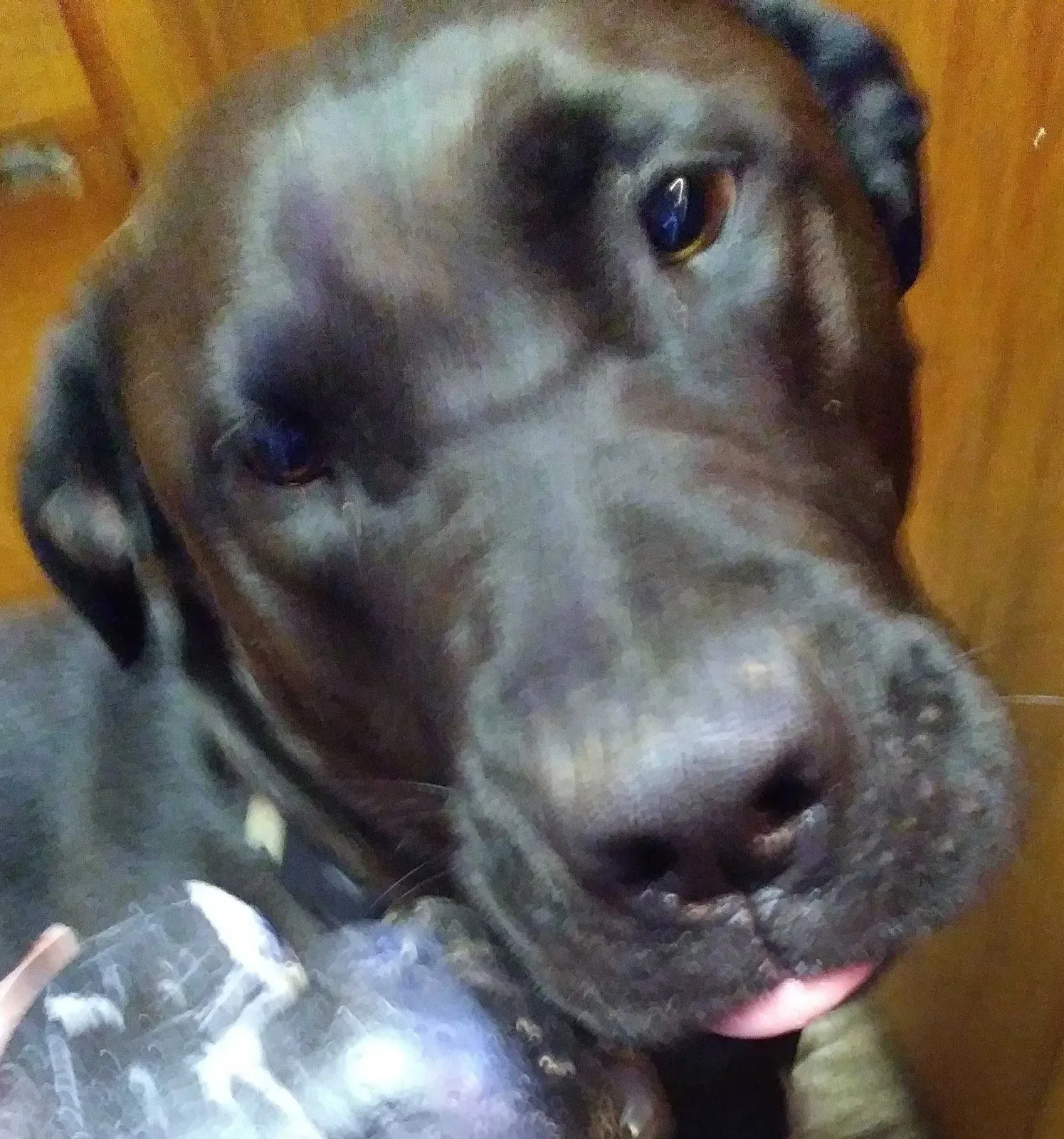 Lost dog in Grass Valley, CA, 95949