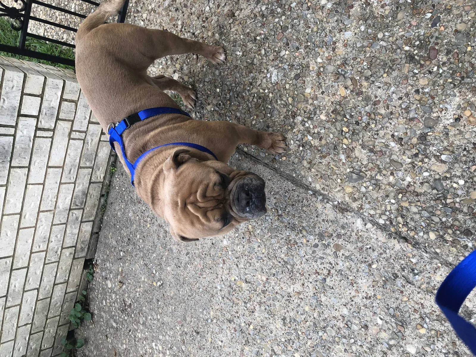 Found Dog