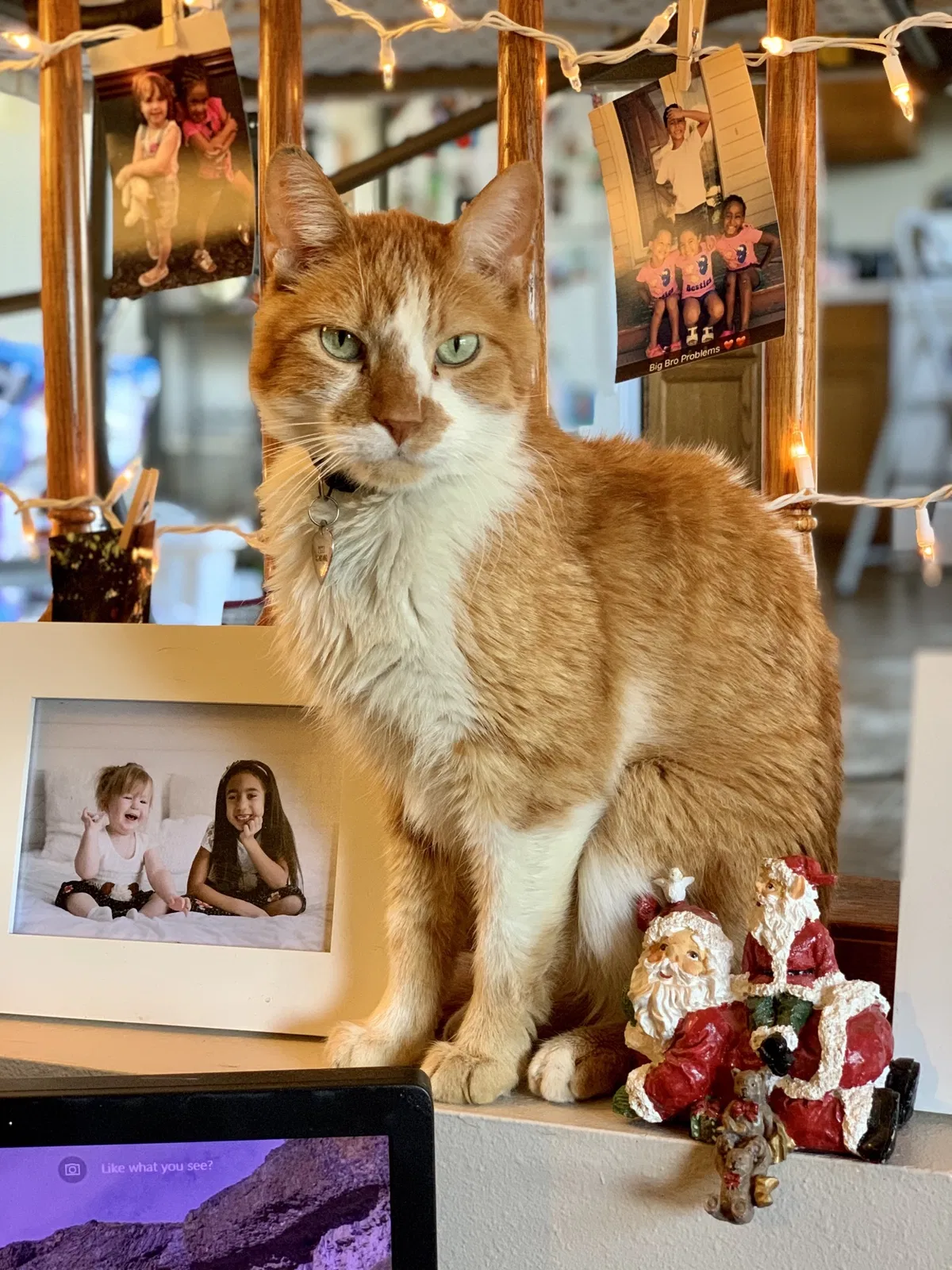 Lost cat in Sioux Falls, SD, 57106