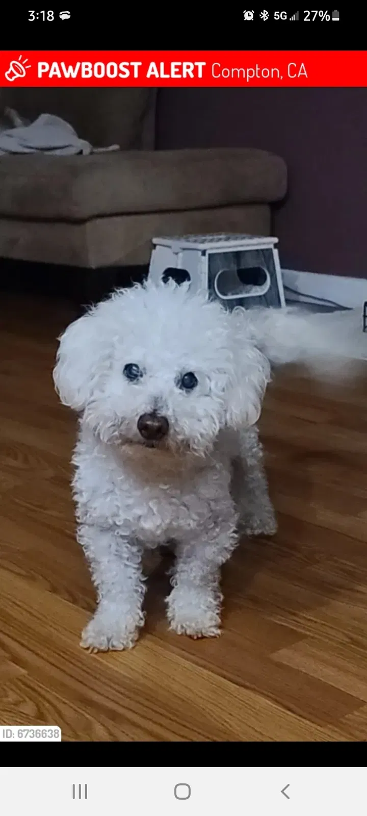 Lost dog in Hawthorne, CA, 90250
