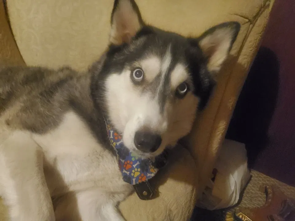 Lost dog in Desert Hot Springs, CA, 92241