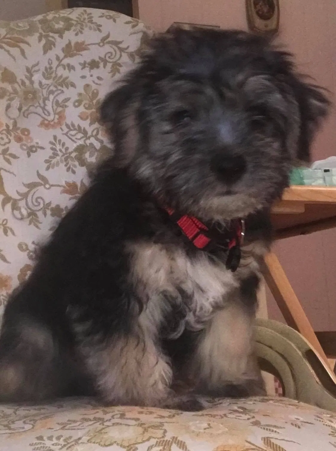 Lost dog in Birmingham, AL, 35235