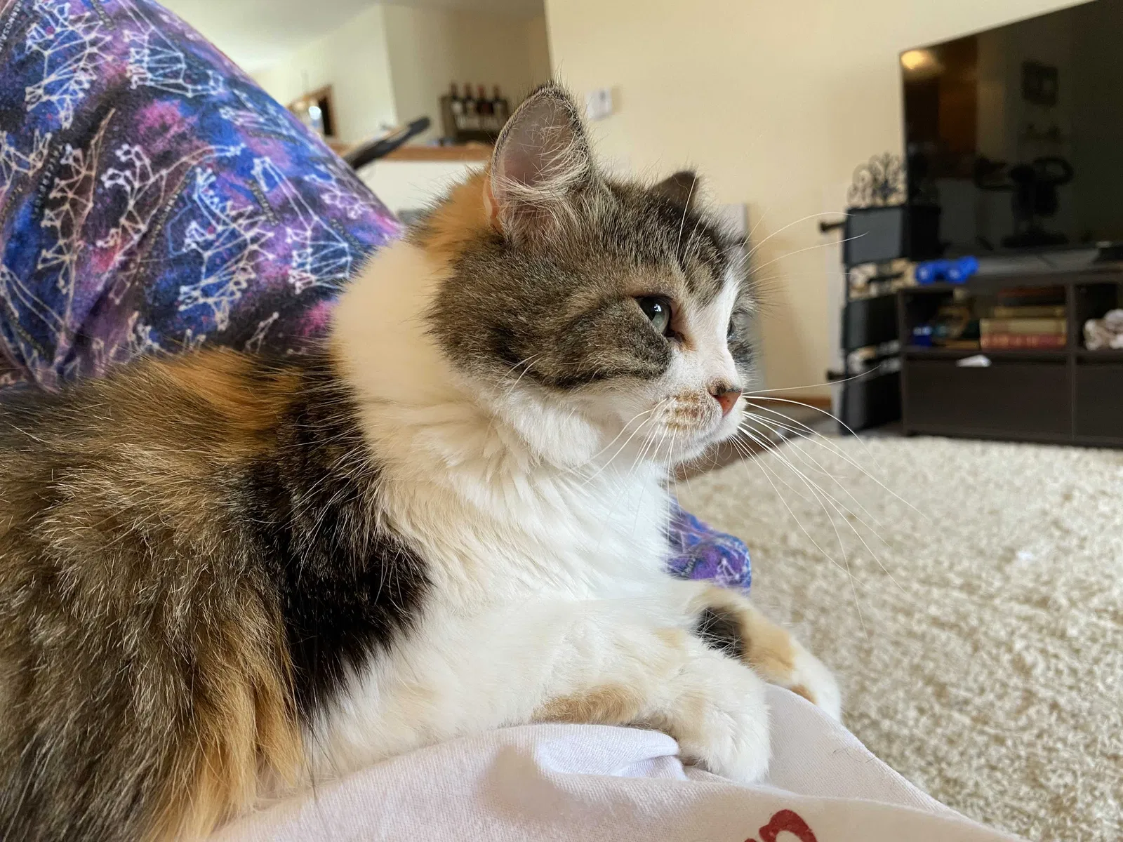 Lost cat in Grand Forks, ND, 58203