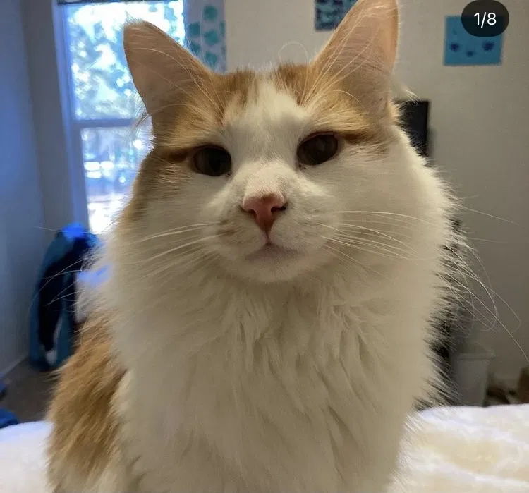 Lost cat in Tucson, AZ, 85755