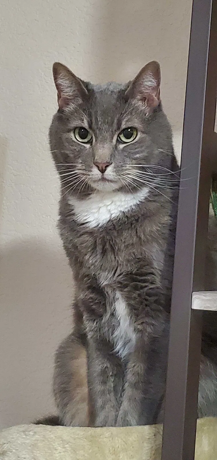 Lost cat in Wellington, CO, 80549