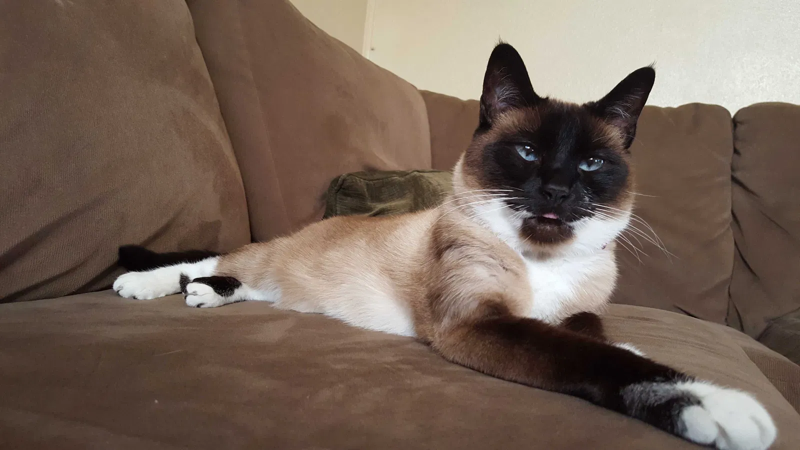 Lost cat in Everett, WA, 98201