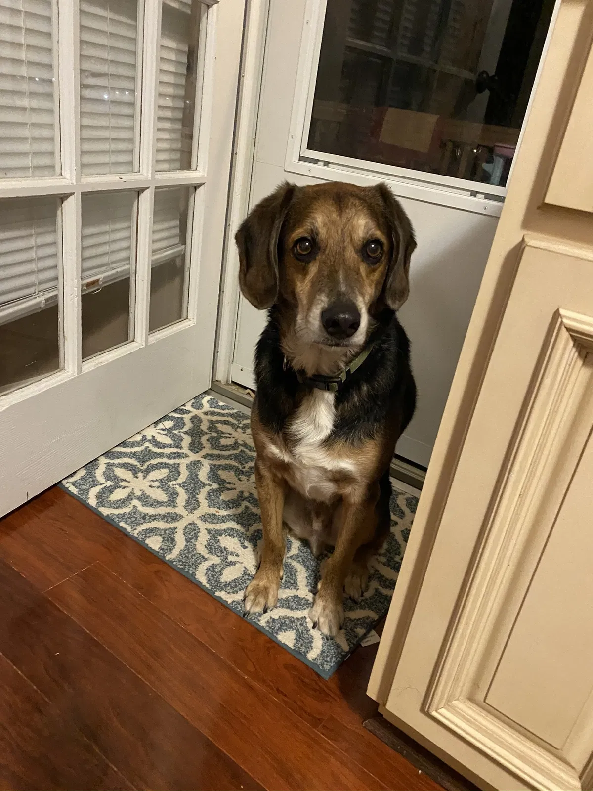 Lost dog in Winston Salem, NC, 27127