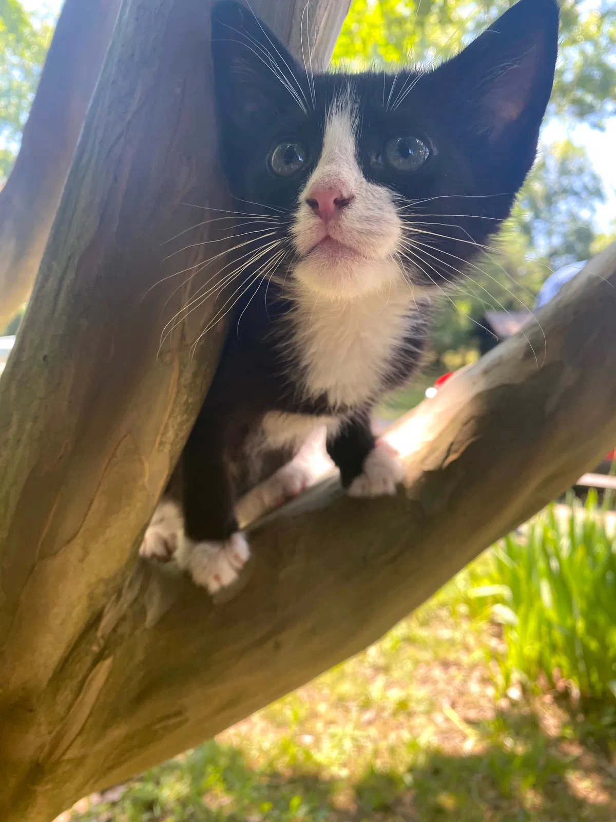 Lost cat in Concord, NC, 28027