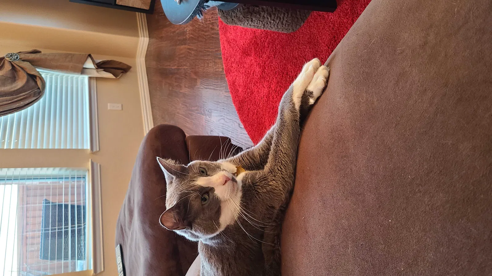 Lost cat in Mckinney, TX, 75069