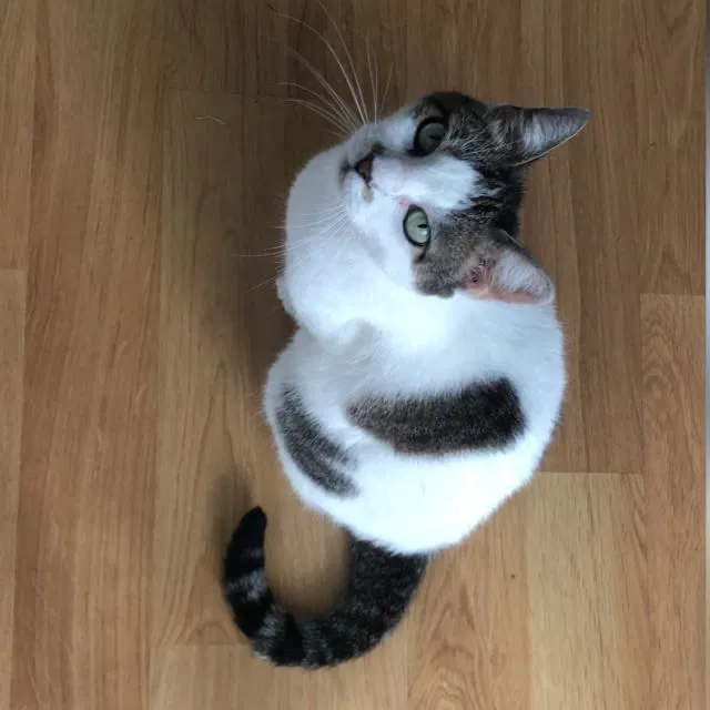 Lost cat in Miami, FL, 33138