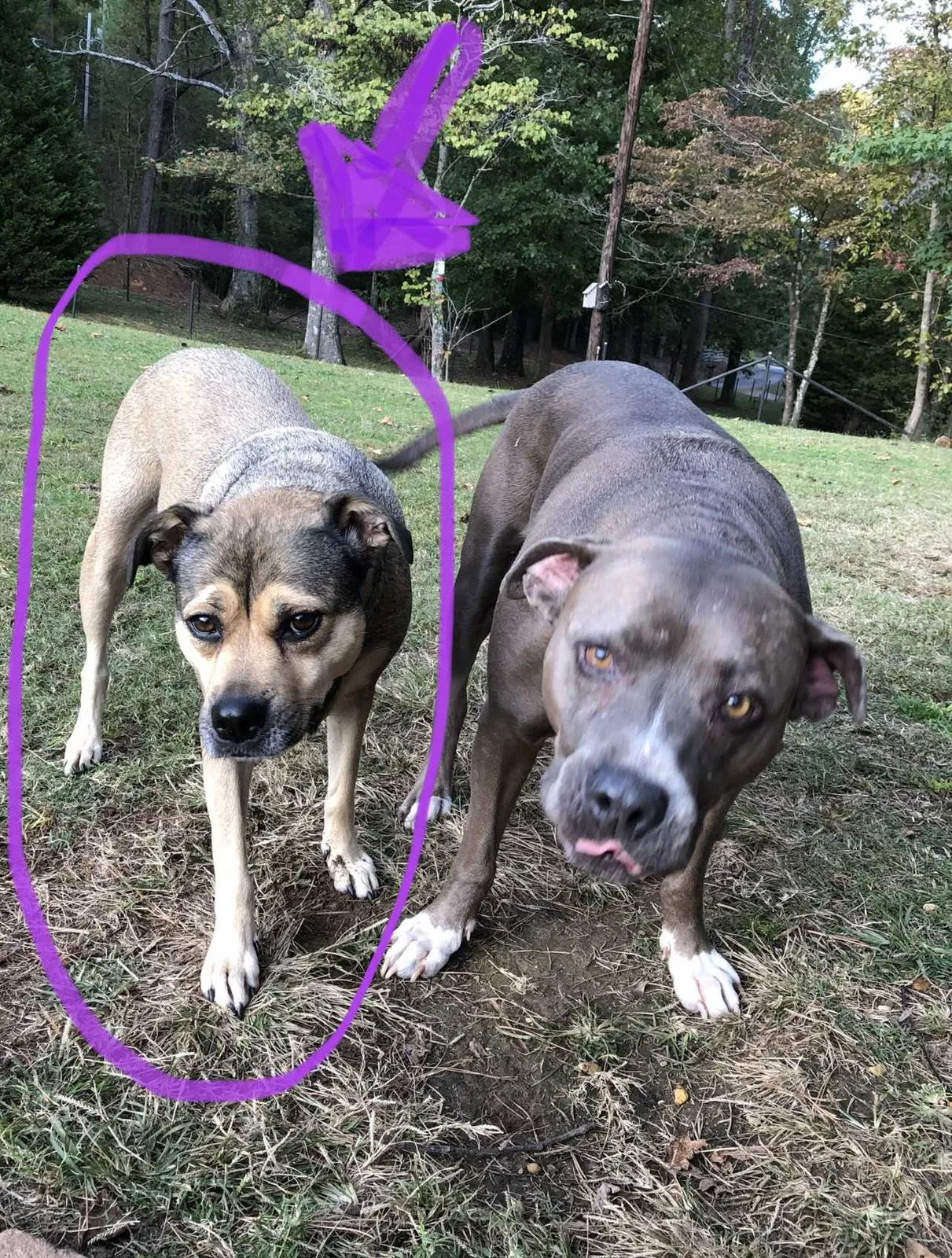 Lost dog in Trussville, AL, 35173