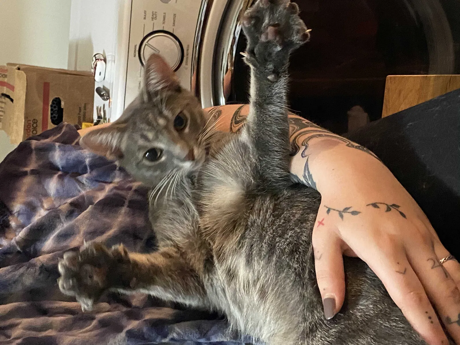 Lost cat in Ypsilanti, MI, 48197
