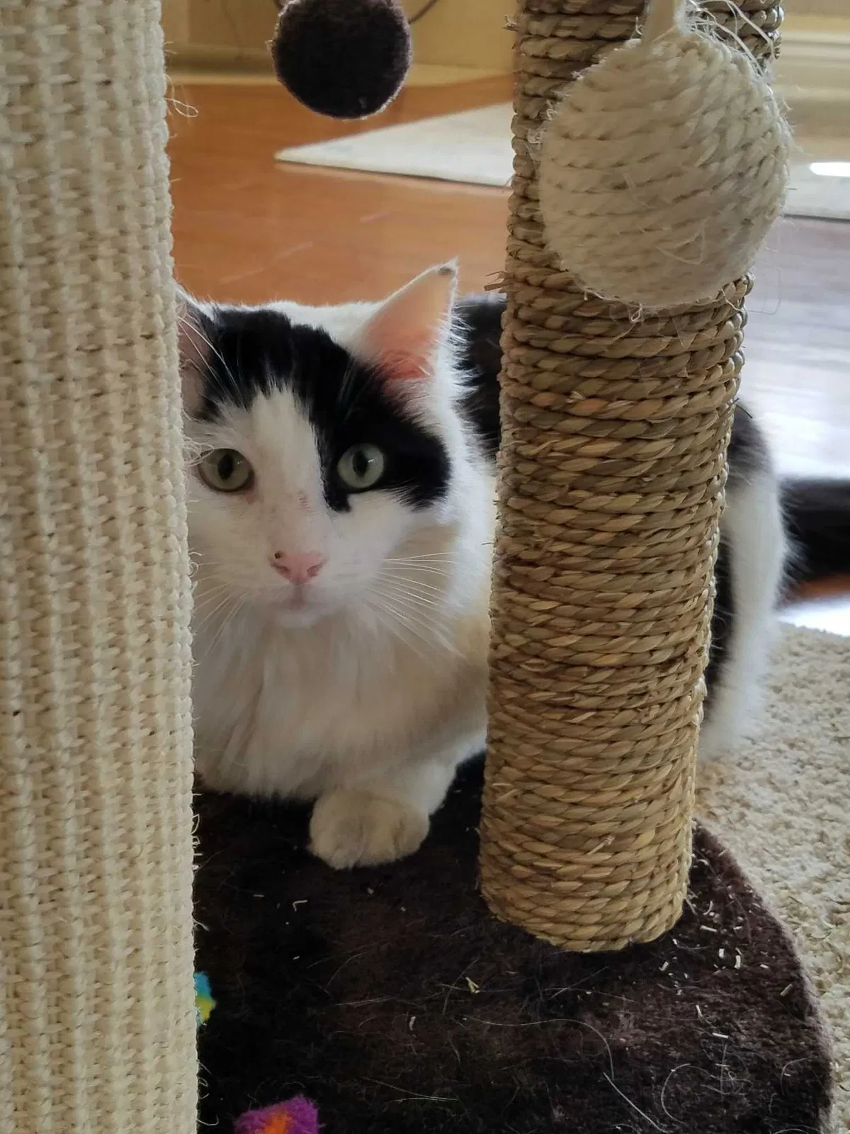 Lost cat in Olympia, WA, 98501