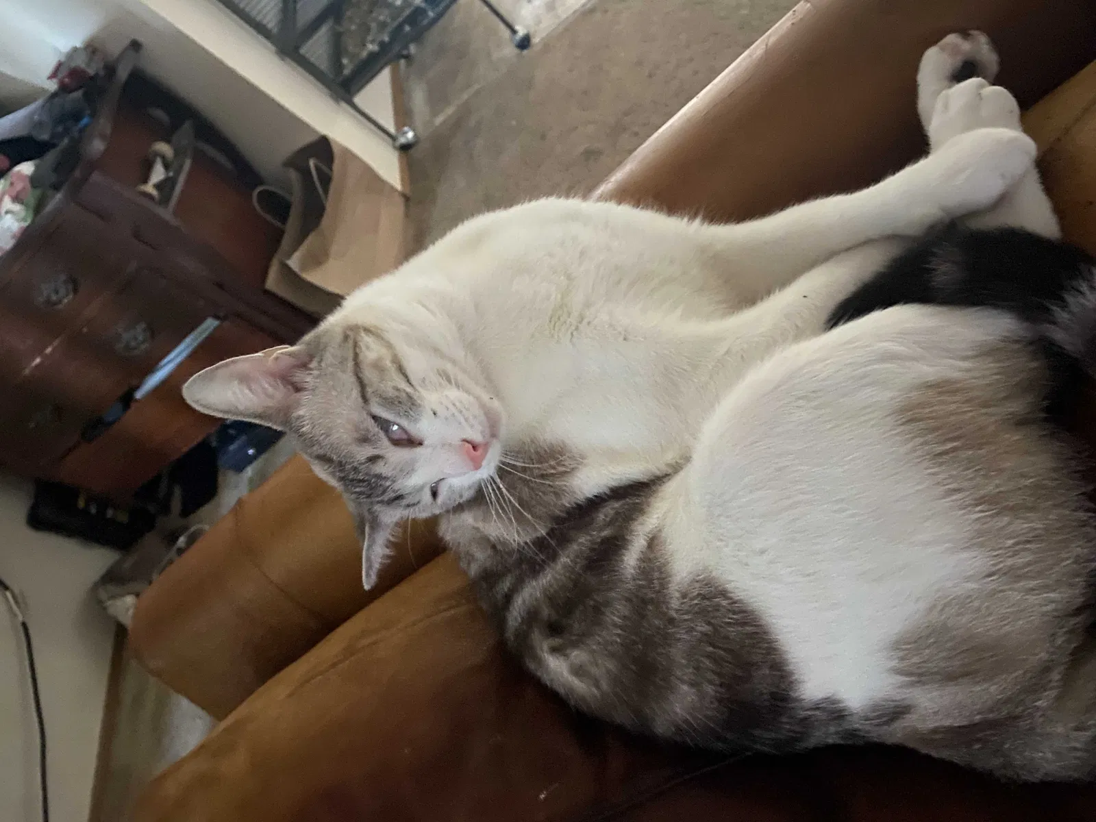 Lost cat in Bonney Lake, WA, 98391