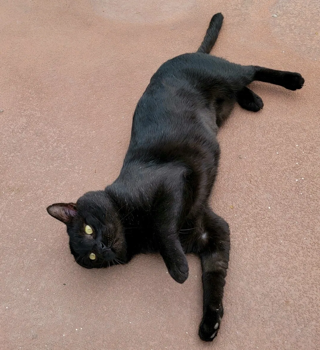 Lost cat in San Pablo, CA, 94806
