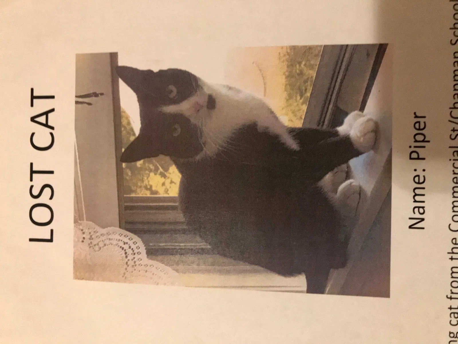 Lost cat in East Weymouth, MA, 2189