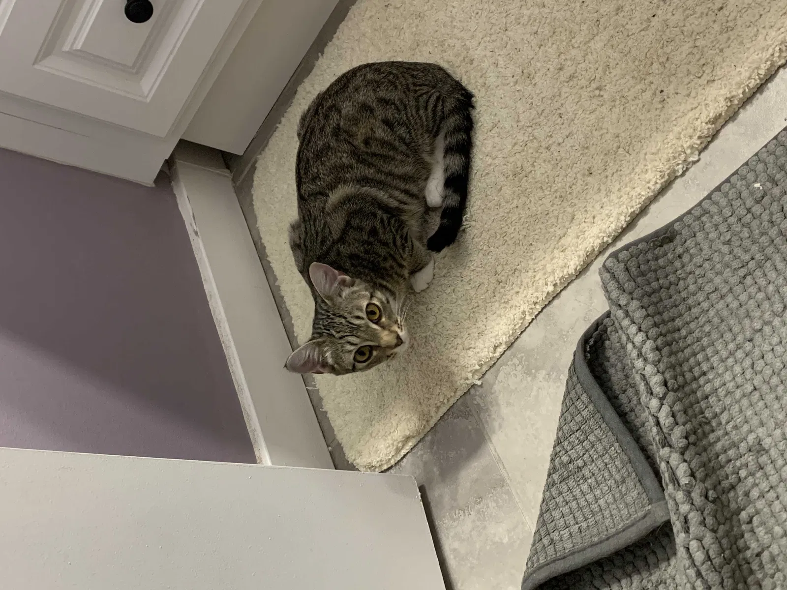Lost cat in Saint Augustine, FL, 32084