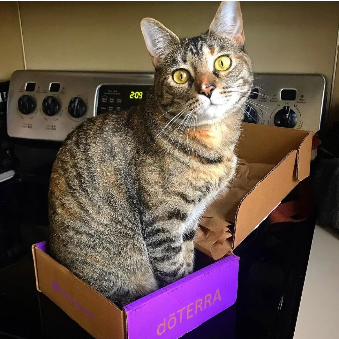 Lost cat in Charlotte, NC, 28216