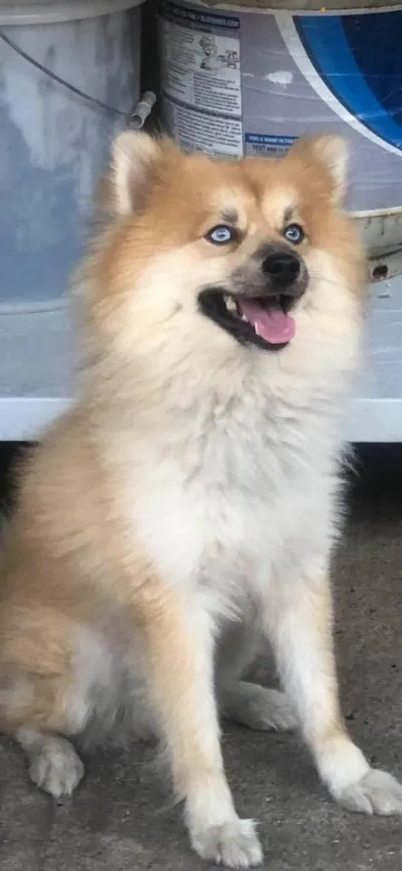 Lost dog in Chicago, IL, 60617