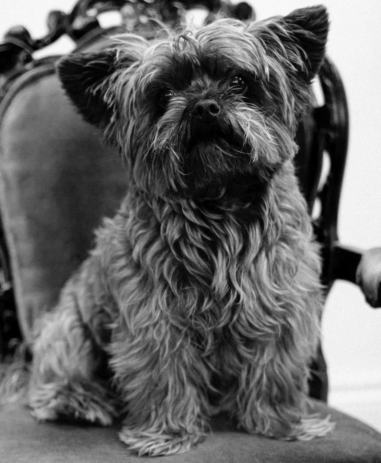 Lost dog in Chicago, IL, 60617