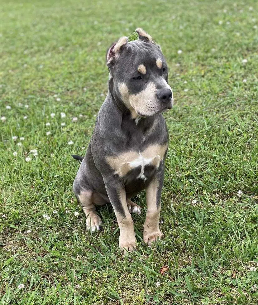 Lost dog in Pleasant View, TN, 37146