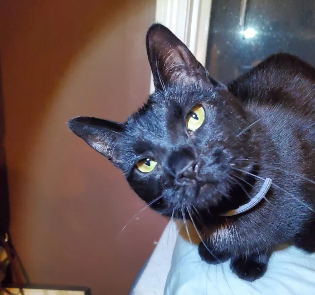 Lost cat in Holtsville, NY, 11742