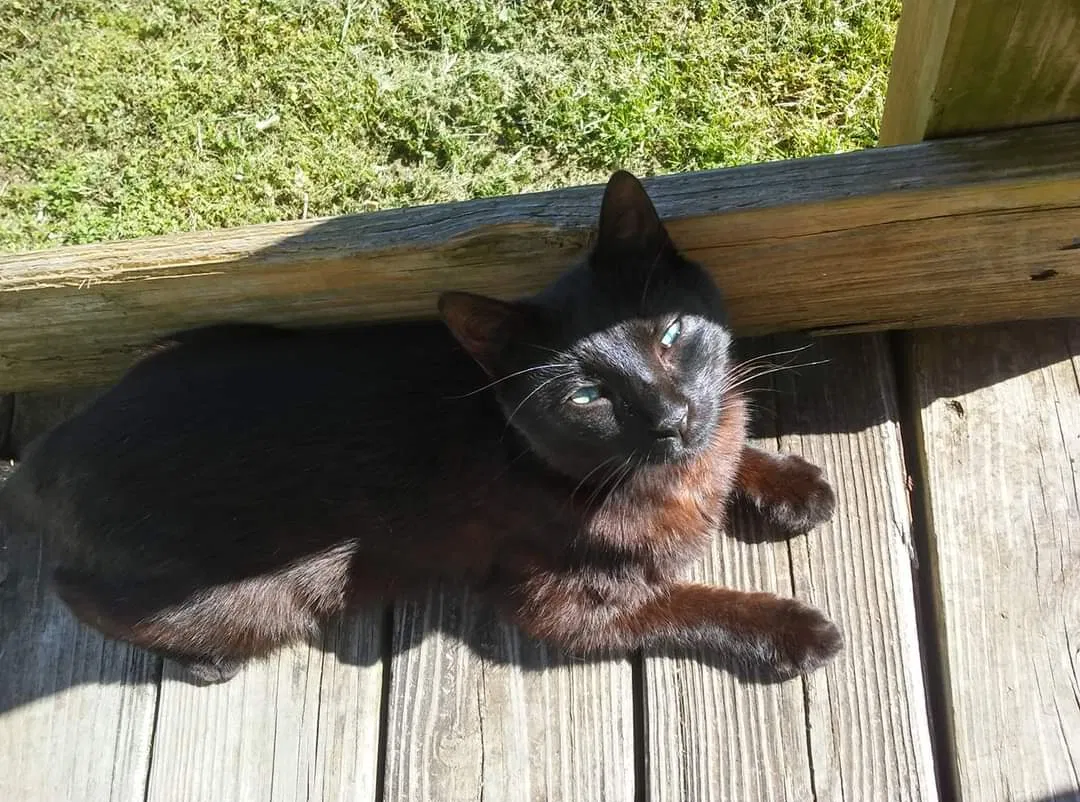 Lost cat in Chester, SC, 29706