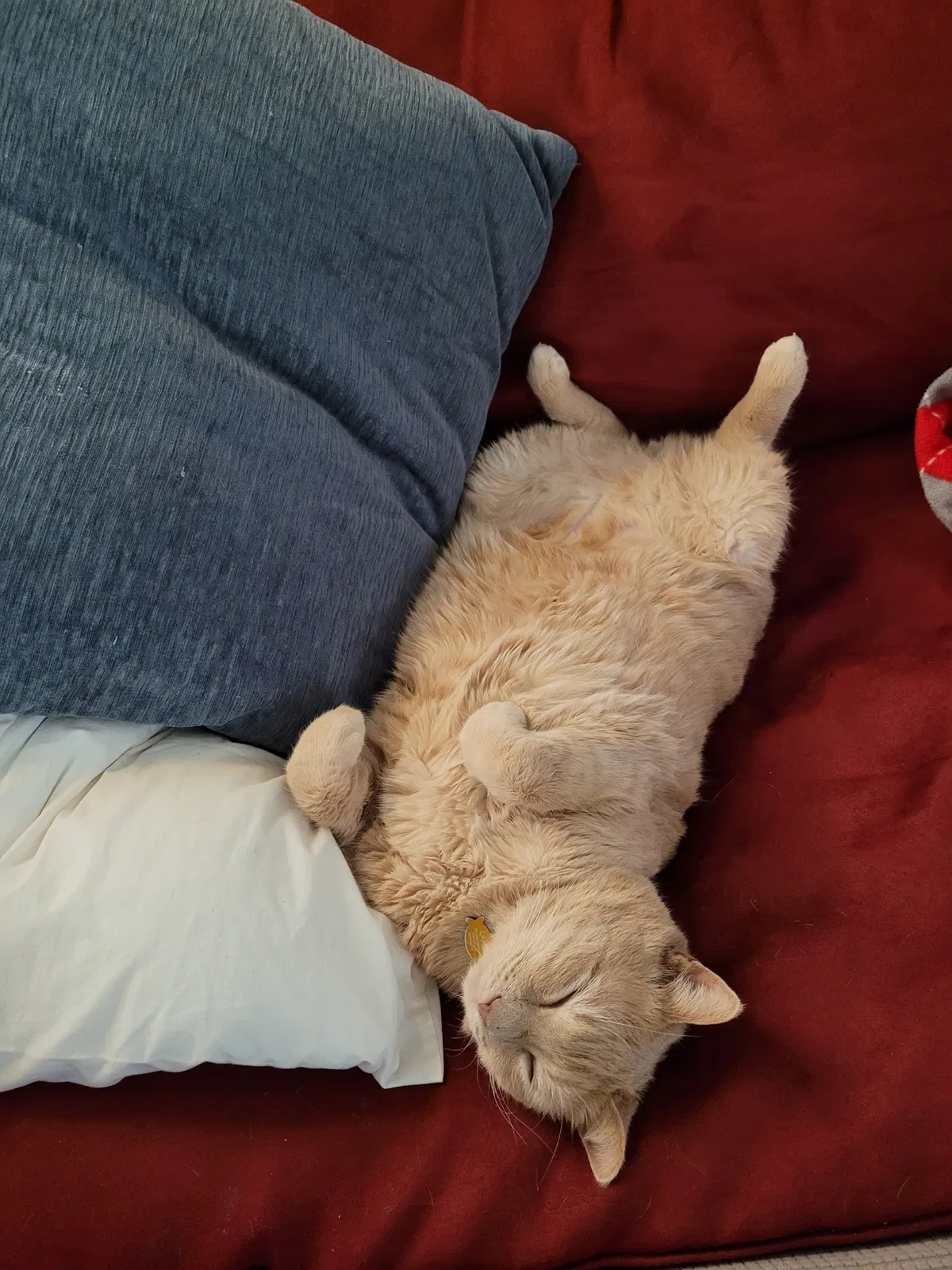 Lost cat in Columbia, SC, 29205