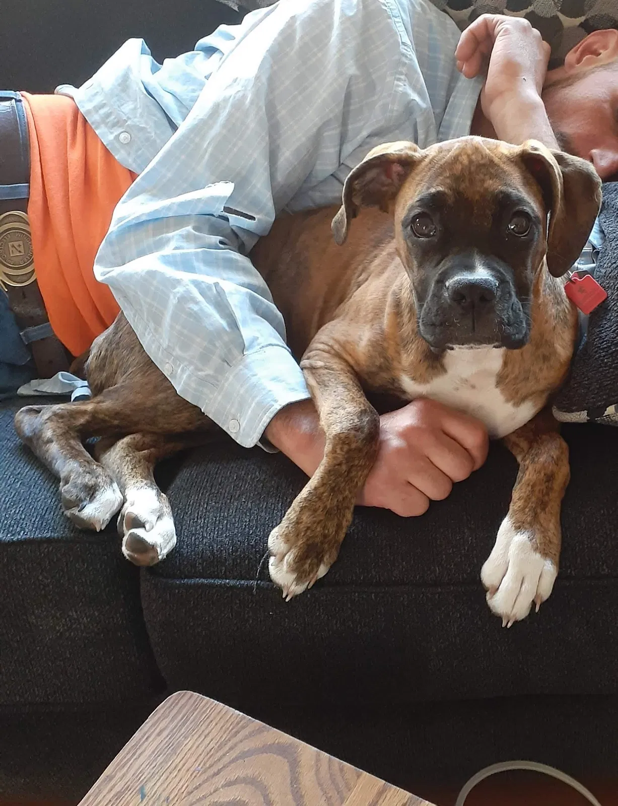 Lost dog in Big Rapids, MI, 49307