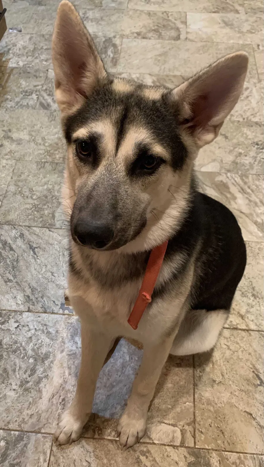 Lost dog in Copperas Cove, TX, 76522