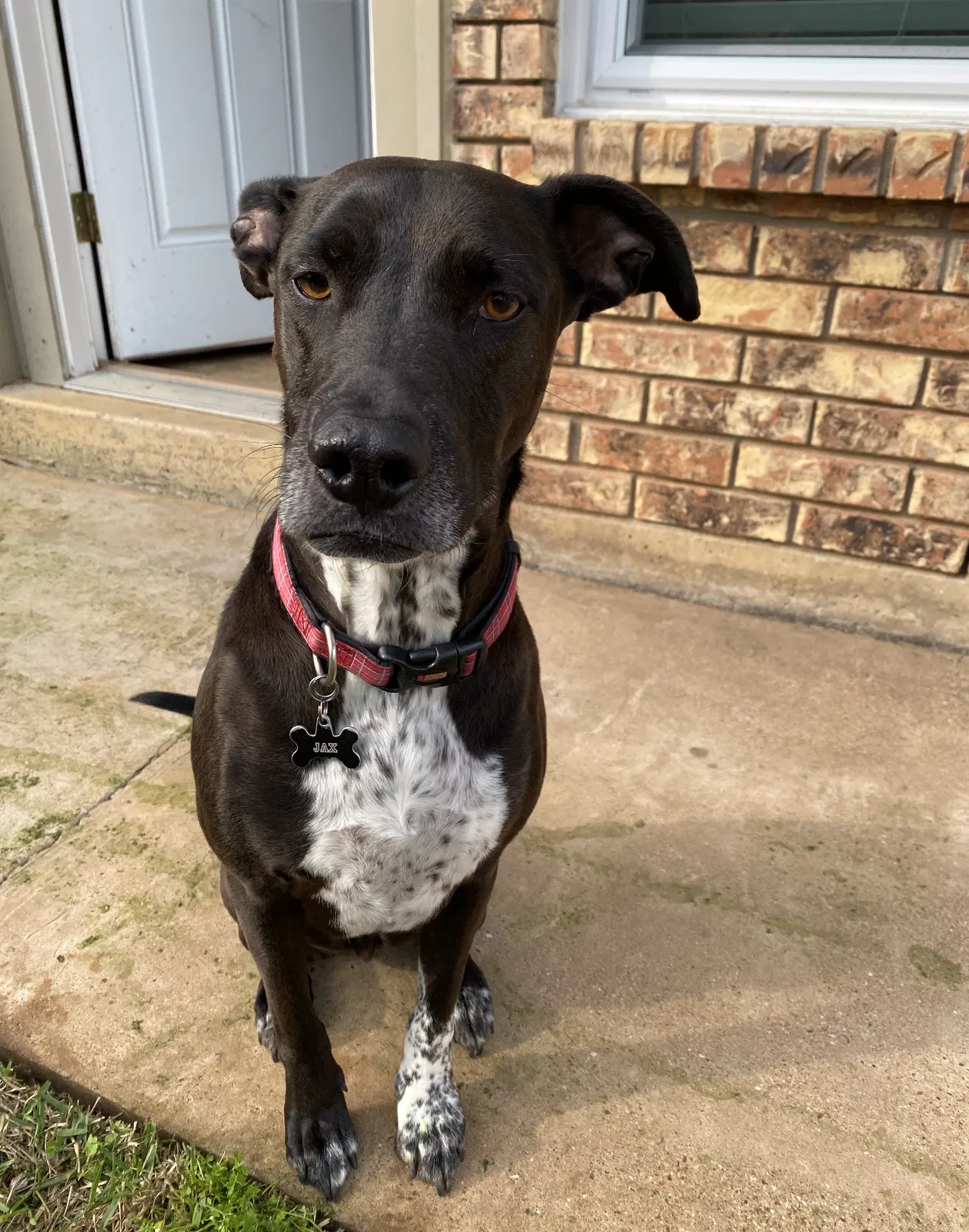 Lost dog in Dallas, TX, 75235