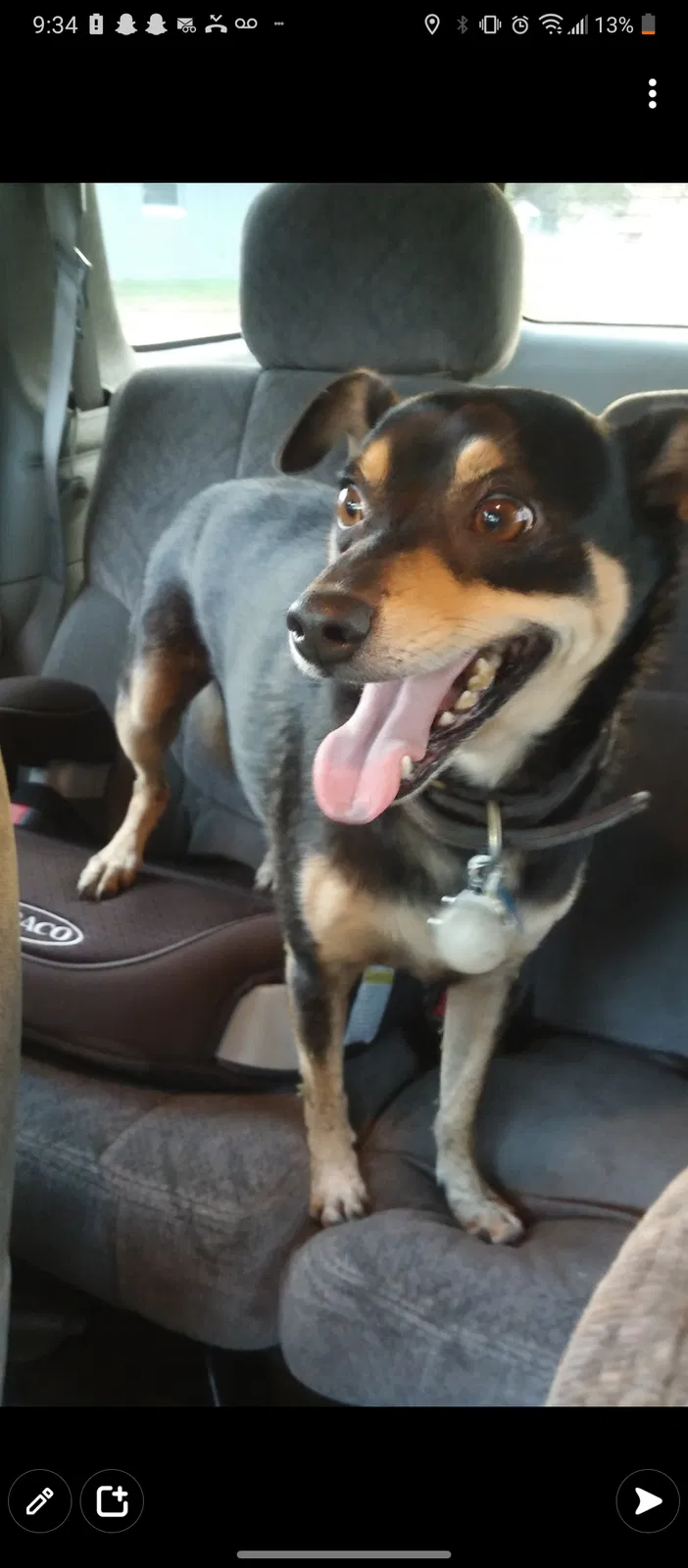 Lost dog in Kissimmee, FL, 34743