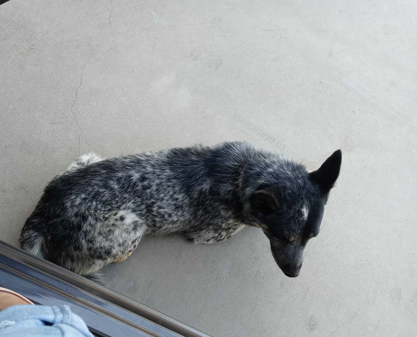 Lost dog in Hesperia, CA, 92345