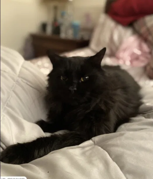 Lost cat in Dracut, MA, 1826