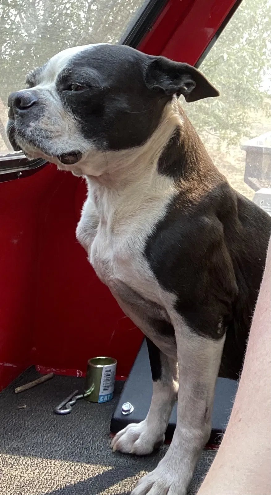 Lost dog in Woodland, CA, 95695