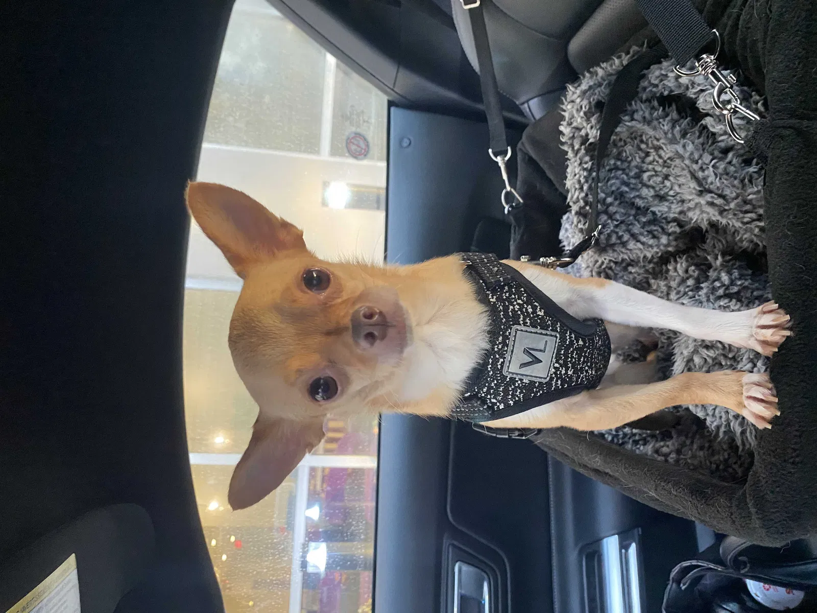 Lost dog in Lithia Springs, GA, 30122