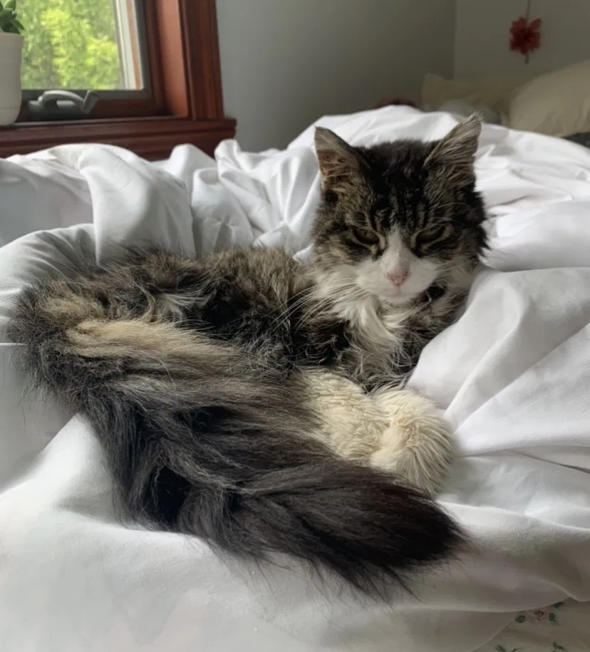 Lost cat in Kaukauna, WI, 54130
