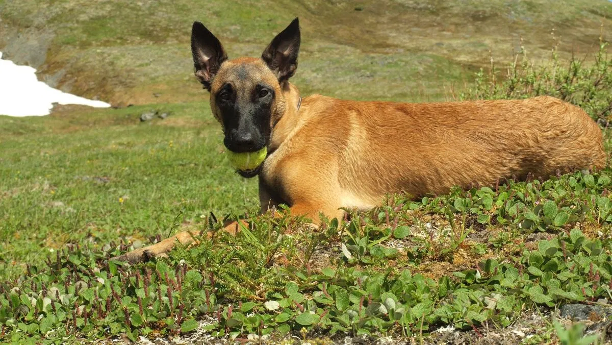 Lost dog in Anchorage, AK, 99503