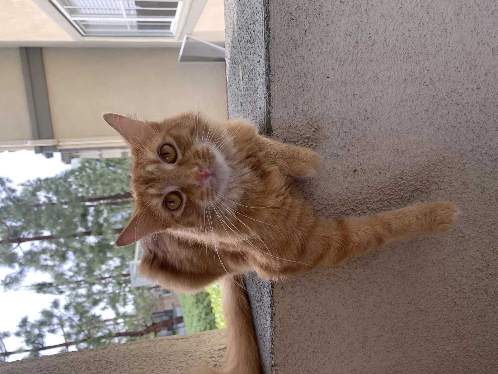 Lost cat in Sevierville, TN, 37876