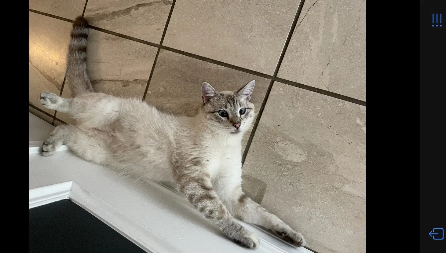 Lost cat in Puyallup, WA, 98374