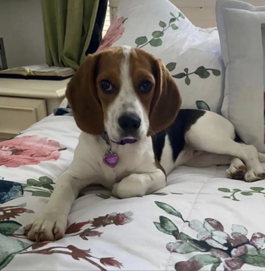 Lost dog in Rockaway, NJ, 7866